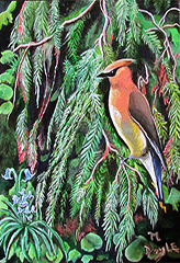 Cedar Waxwing Acrylic